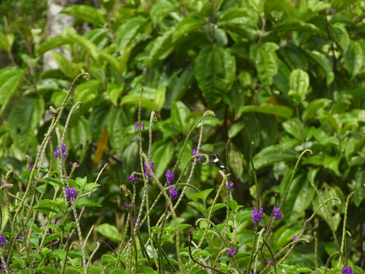 White-bellied Woodstar - ML629030808