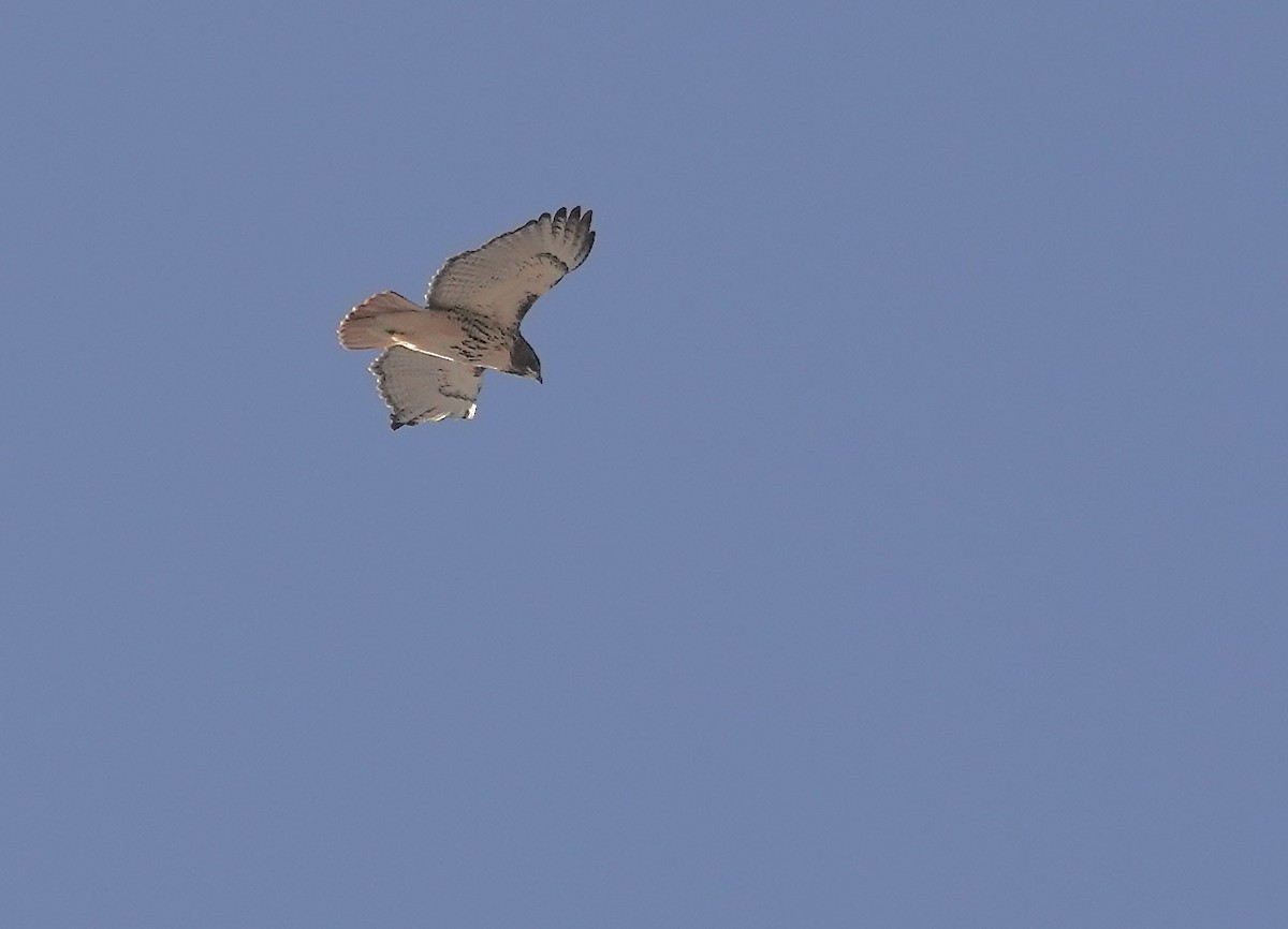 Poiana codarossa - ML629030830