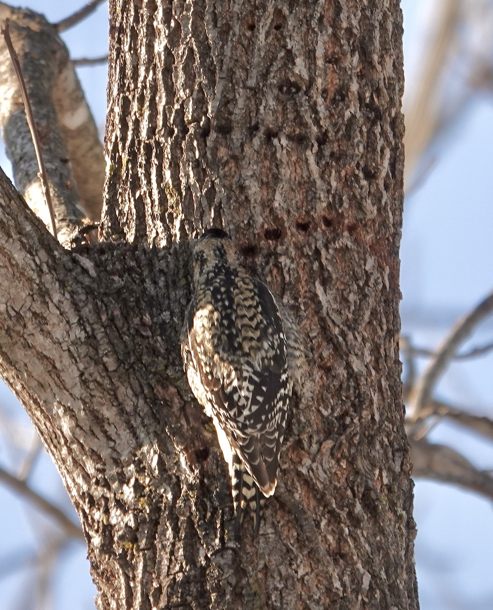 Yellow-bellied Sapsucker - ML629030845