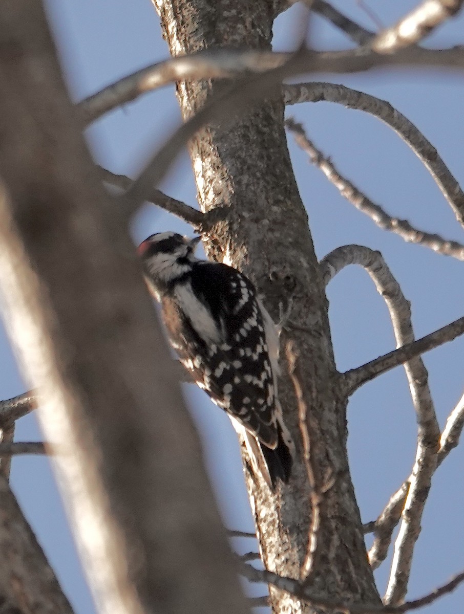 Downy Woodpecker - ML629030852