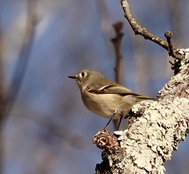 Ruby-crowned Kinglet - ML629030872