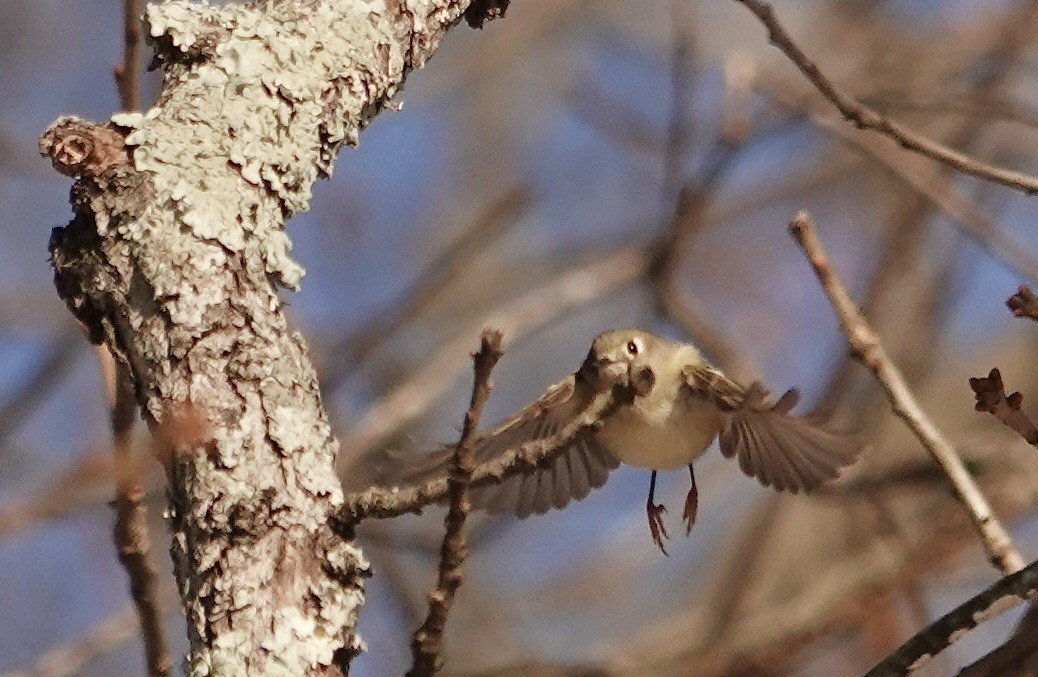 Ruby-crowned Kinglet - ML629030873