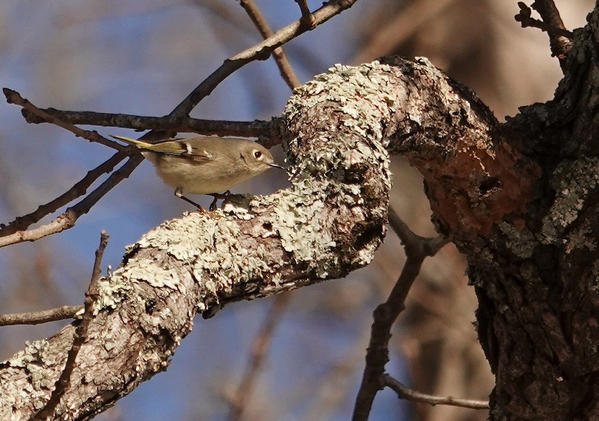 Ruby-crowned Kinglet - ML629030874