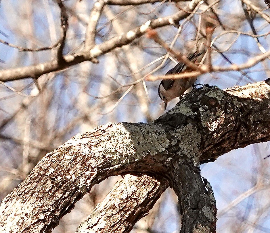 White-breasted Nuthatch - ML629030880