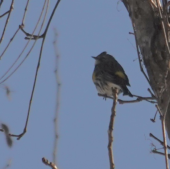 Yellow-rumped Warbler - ML629030943