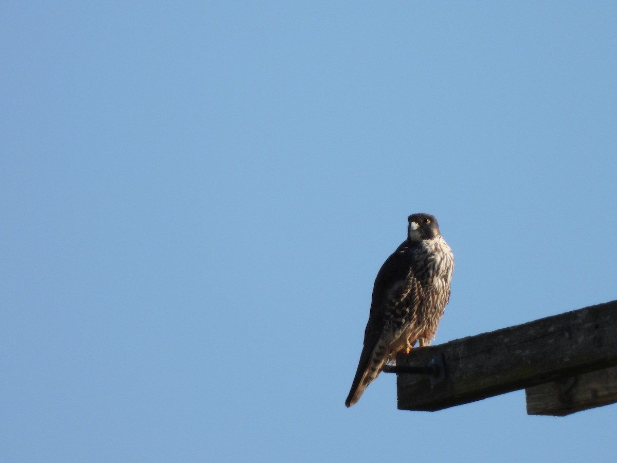 Эгэл шонхор - ML629031129