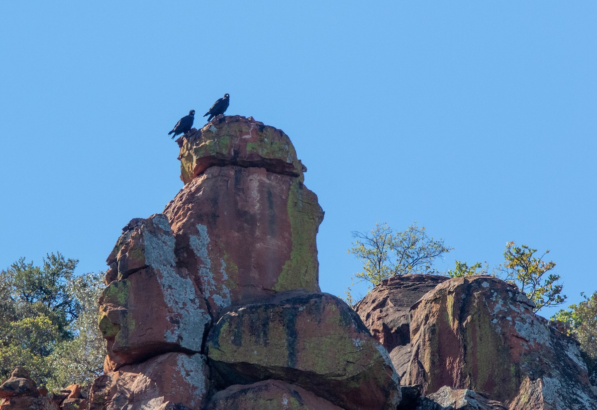 Verreaux's Eagle - ML629031144