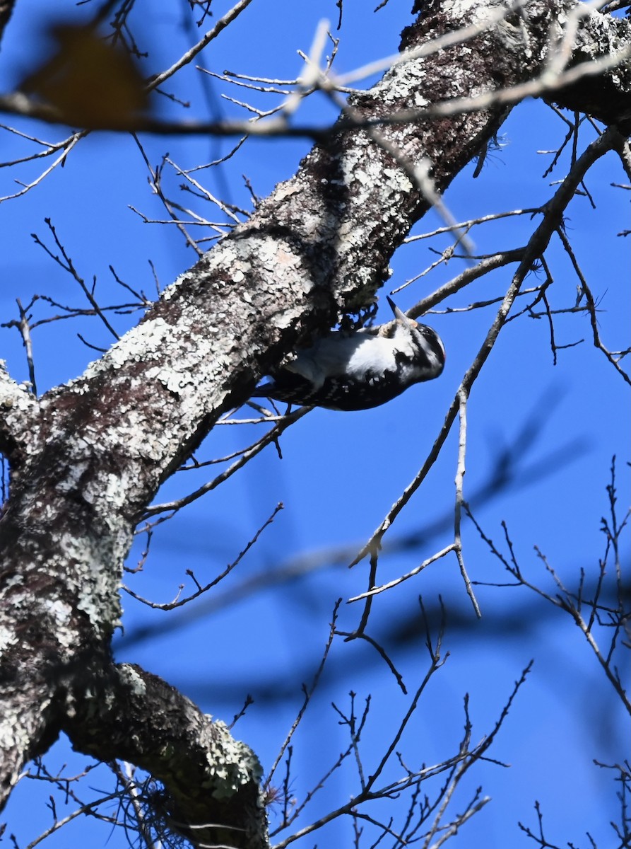 Hairy Woodpecker - ML629031199