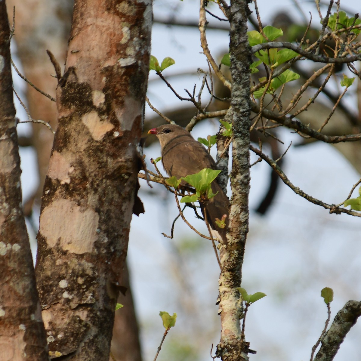 kukačka indická - ML629031278