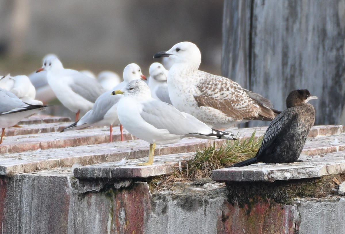 Ring-billed Gull - ML629031428