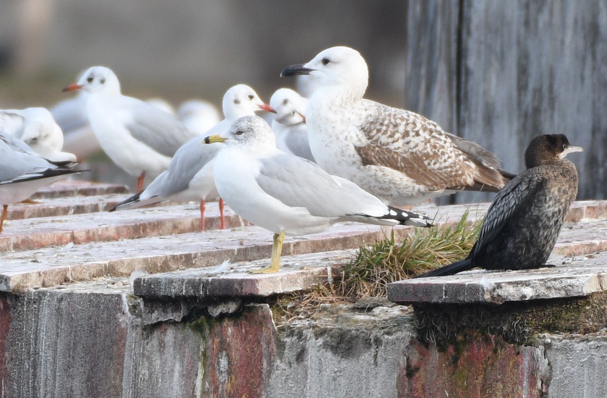 Ring-billed Gull - ML629031429