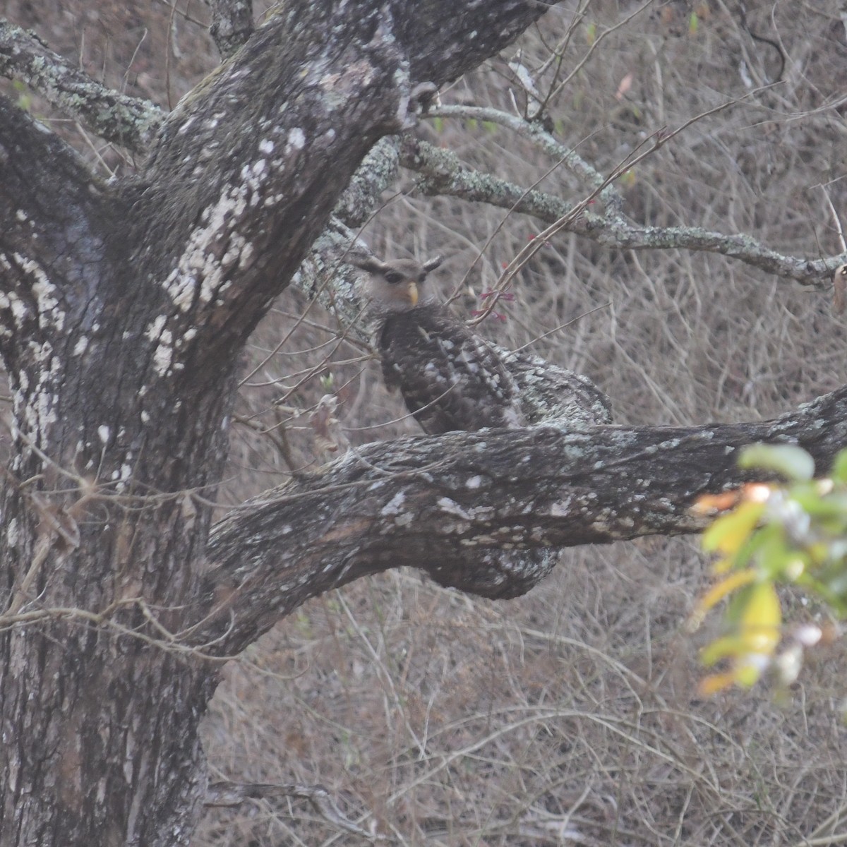 ketupa skvrnobřichá - ML629031704