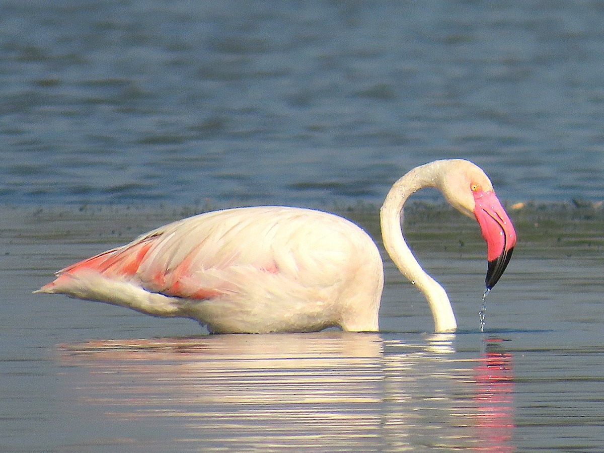 Greater Flamingo - ML629031705