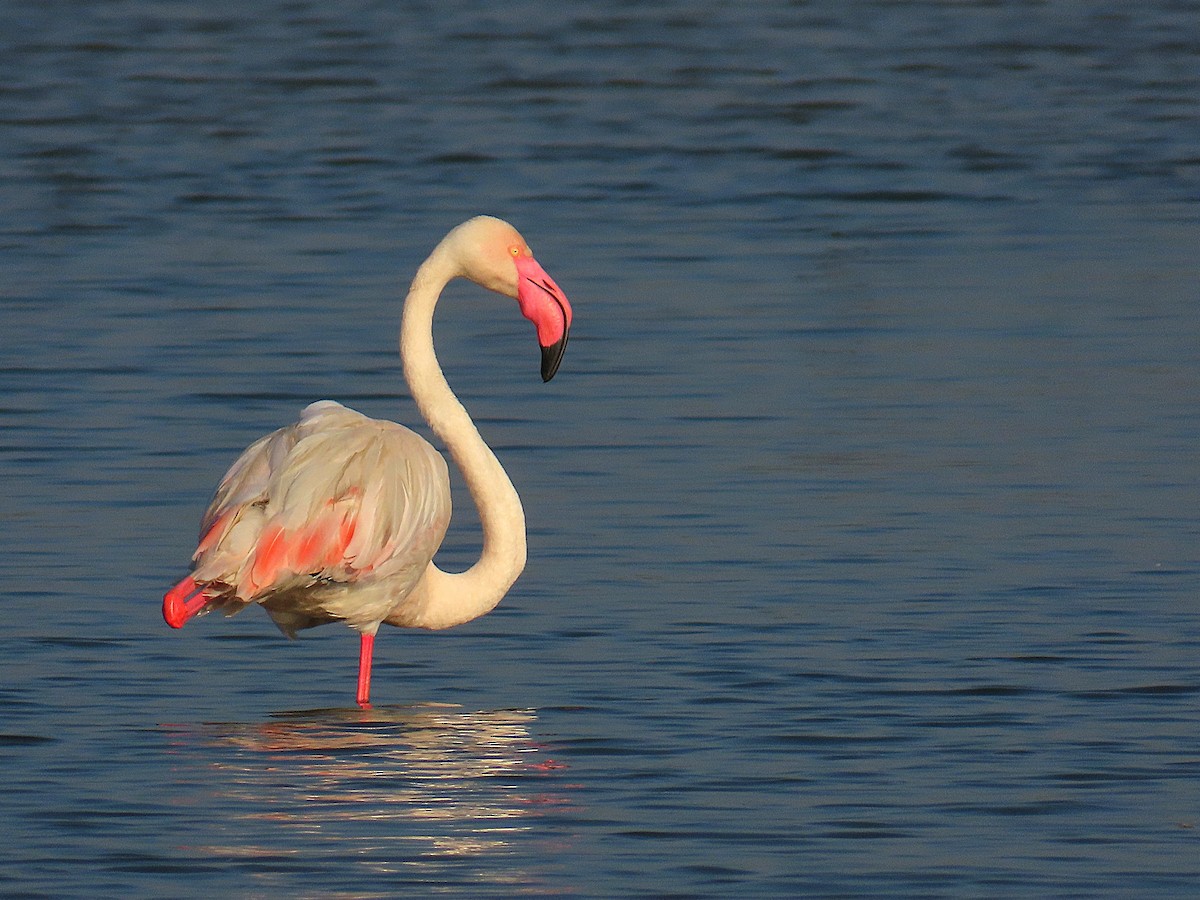 Greater Flamingo - ML629031706