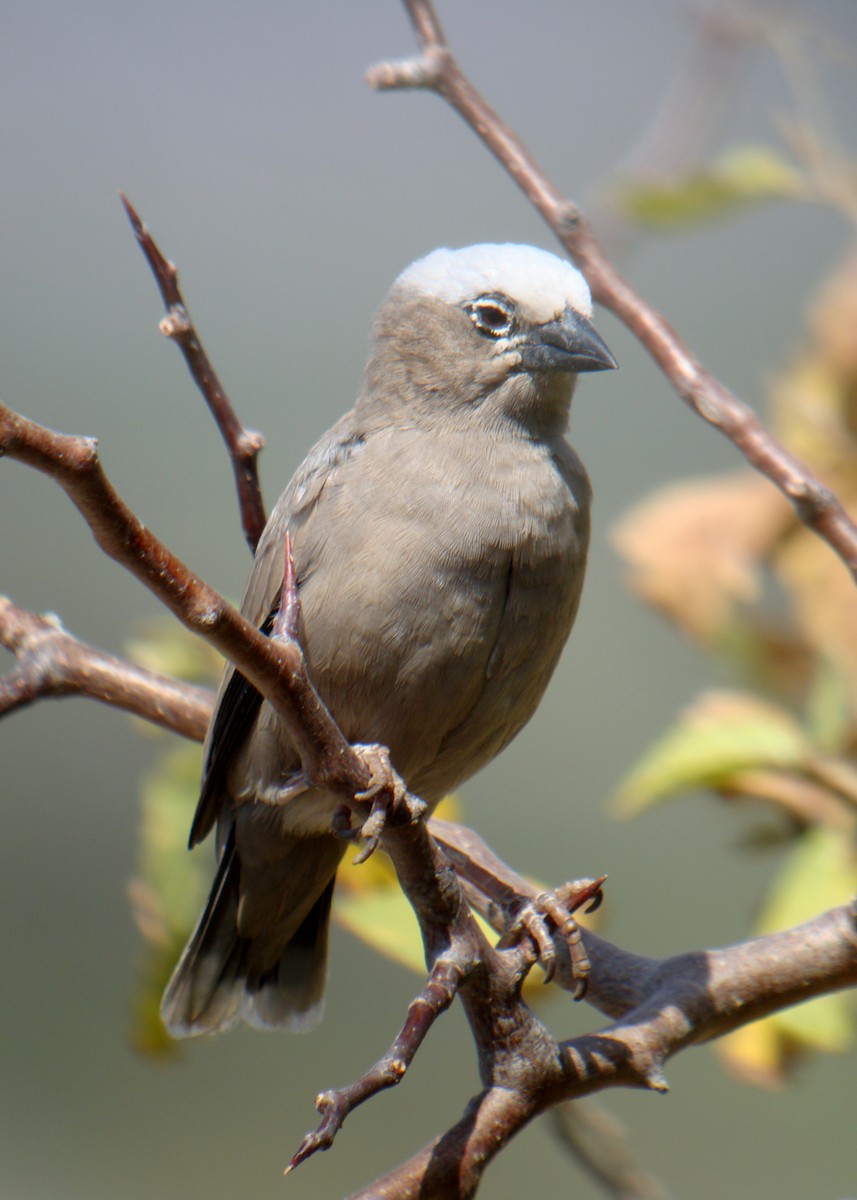 Gray-capped Social-Weaver - ML629031911