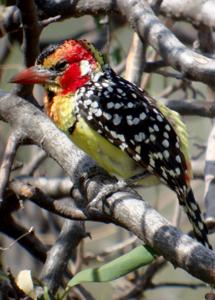 Red-and-yellow Barbet - ML629031916