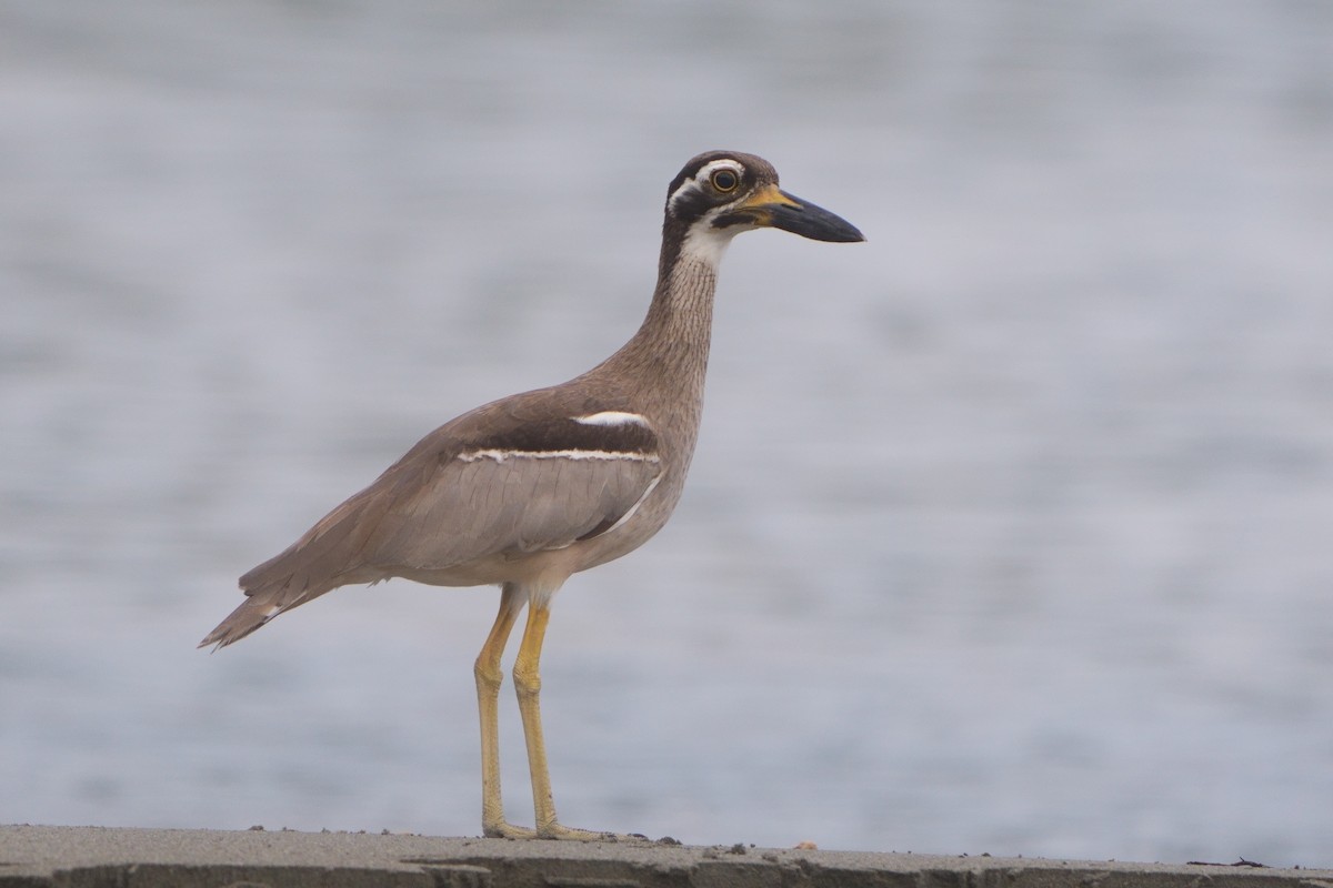 dytík velkozobý - ML629031935