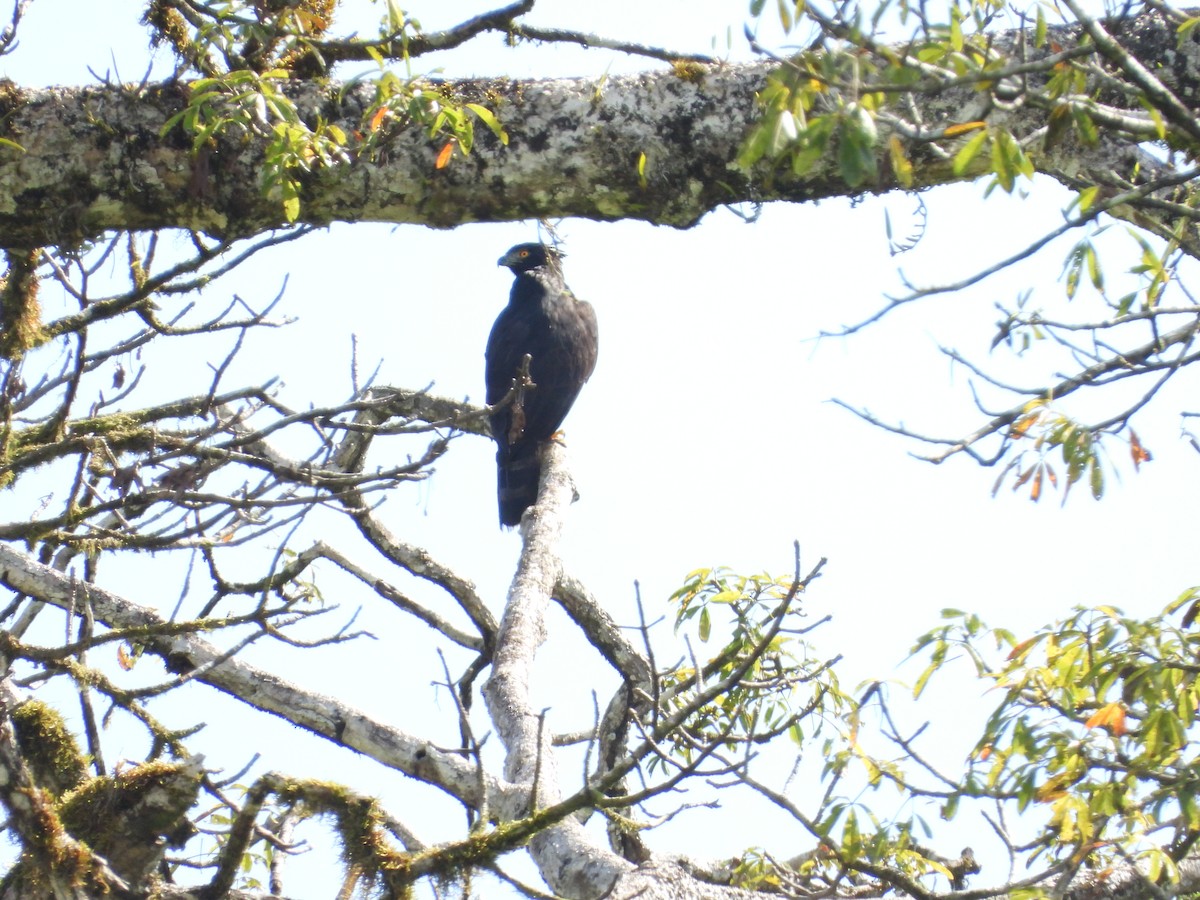 Black Hawk-Eagle - ML629031979