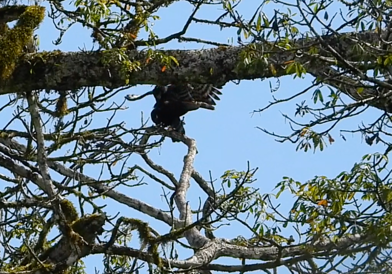 Black Hawk-Eagle - ML629032020