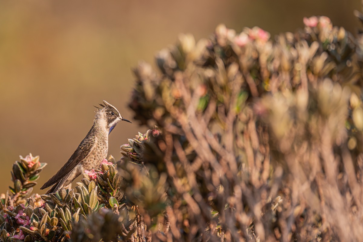 Blue-bearded Helmetcrest - ML629032063