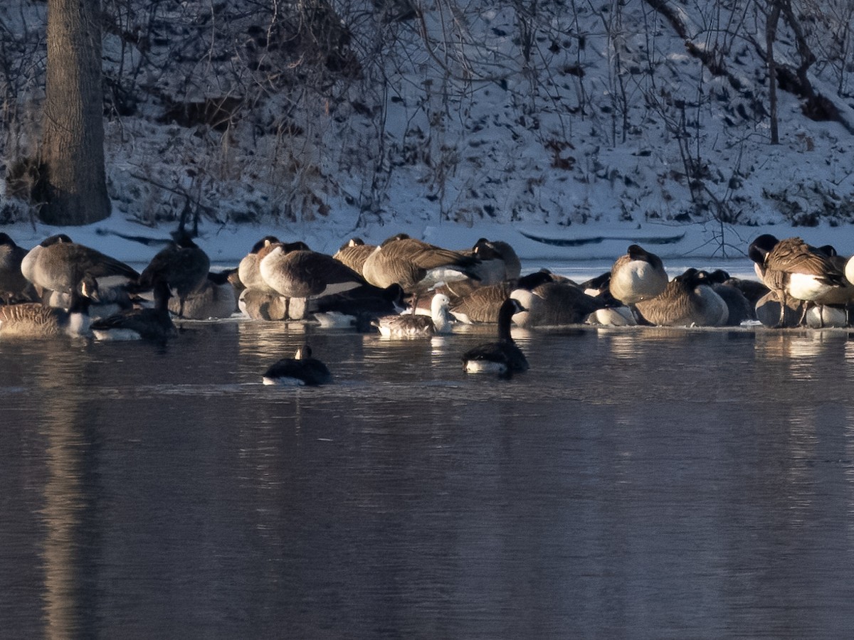 Ross's x Cackling Goose (hybrid) - ML629032082