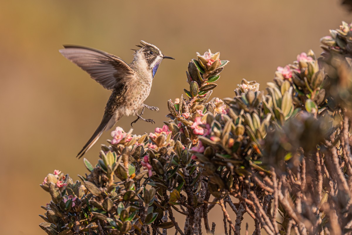 Blue-bearded Helmetcrest - ML629032182
