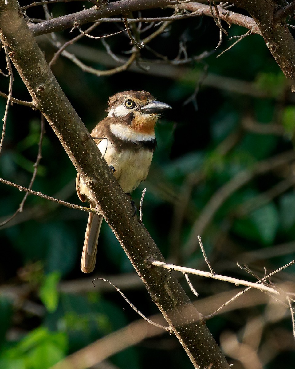 Russet-throated Puffbird - ML629032294