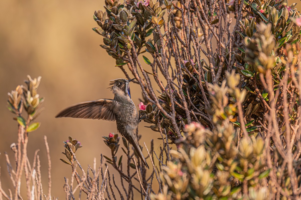 Blue-bearded Helmetcrest - ML629032340