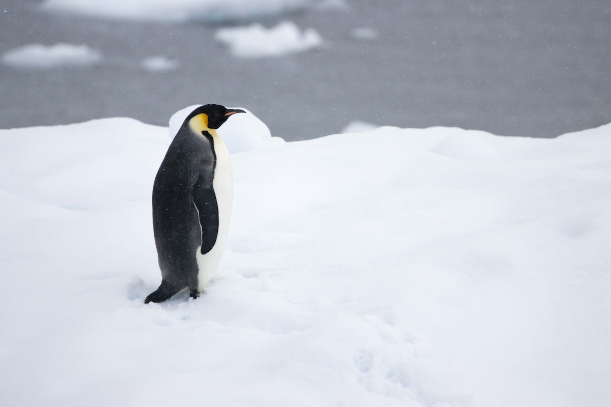 Emperor Penguin - ML629032381