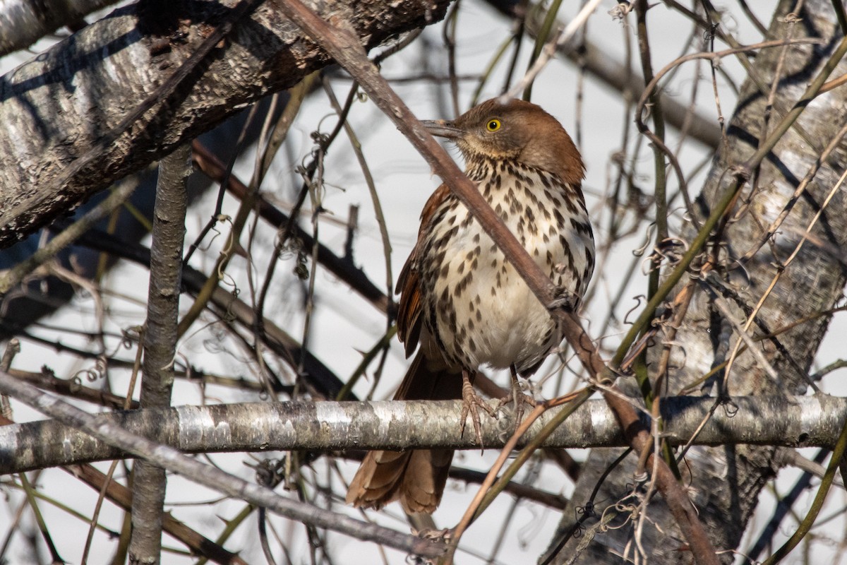 Brown Thrasher - ML629032459