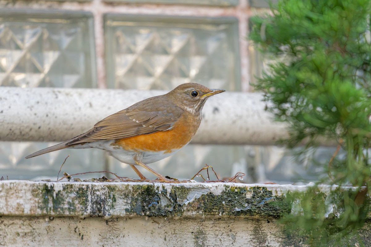 Brown-headed Thrush - ML629032503
