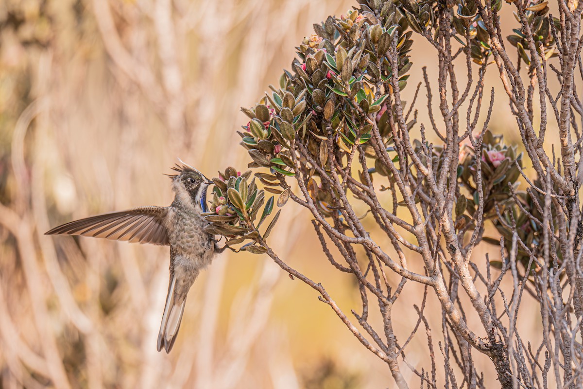 Blue-bearded Helmetcrest - ML629032557