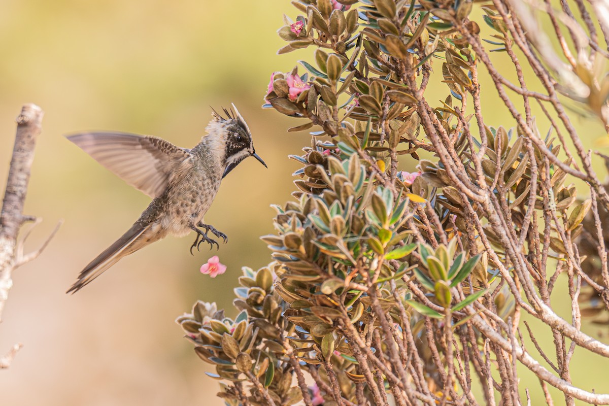 Blue-bearded Helmetcrest - ML629032562