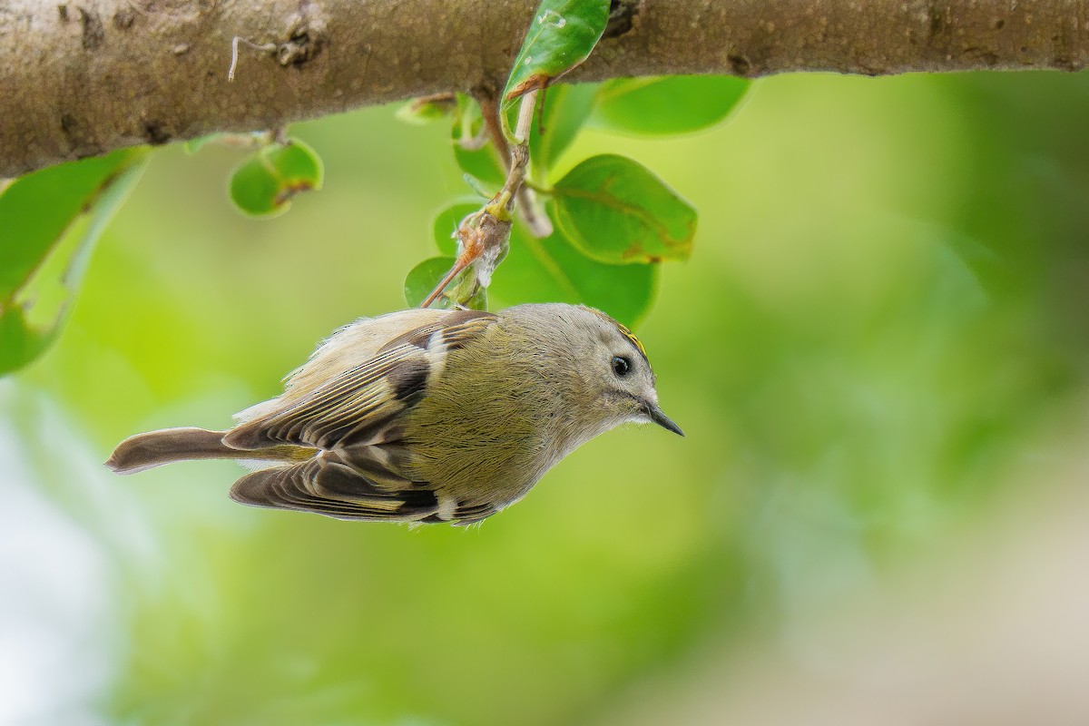 Goldcrest - ML629032674