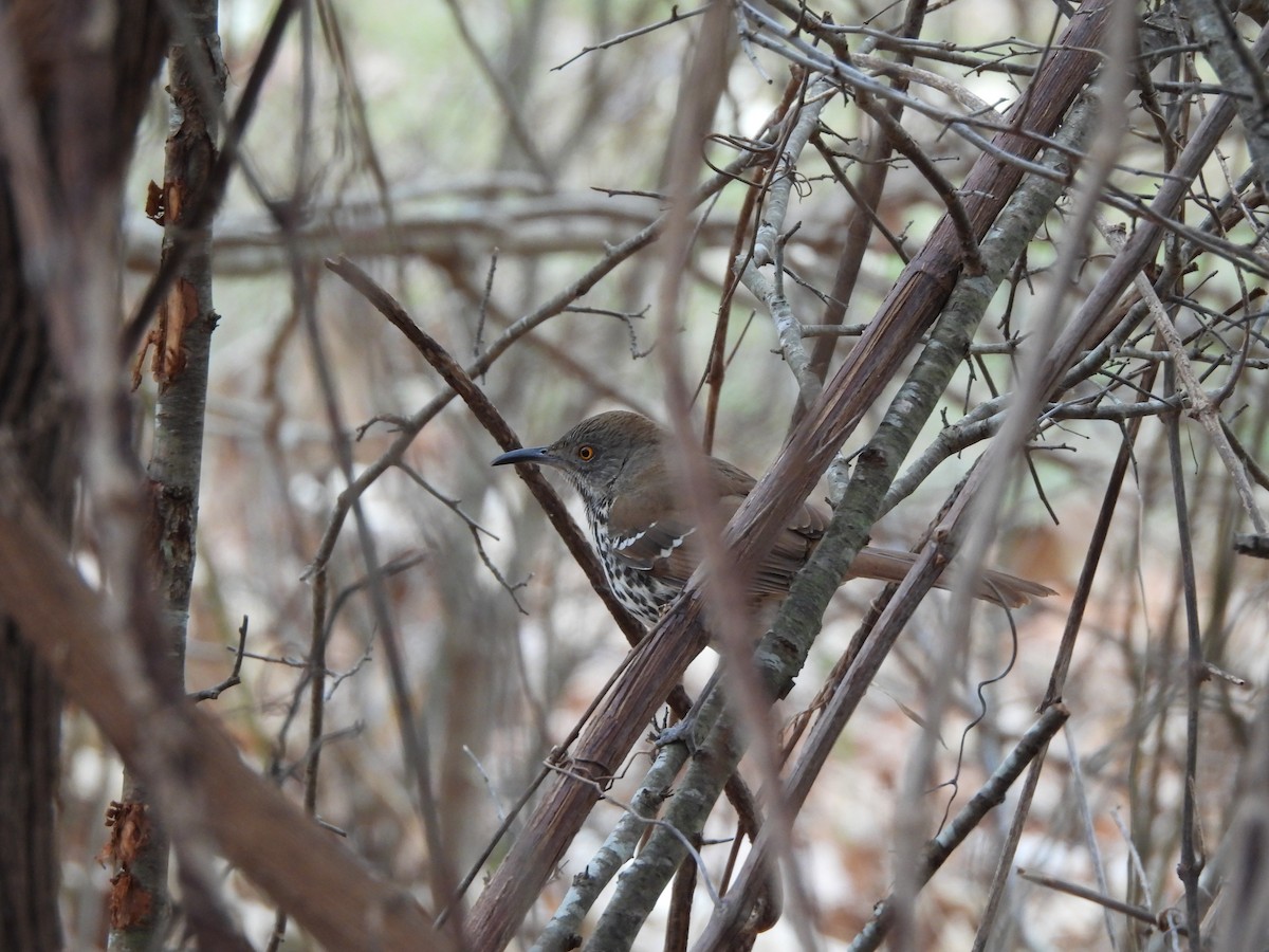 Long-billed Thrasher - ML629032707