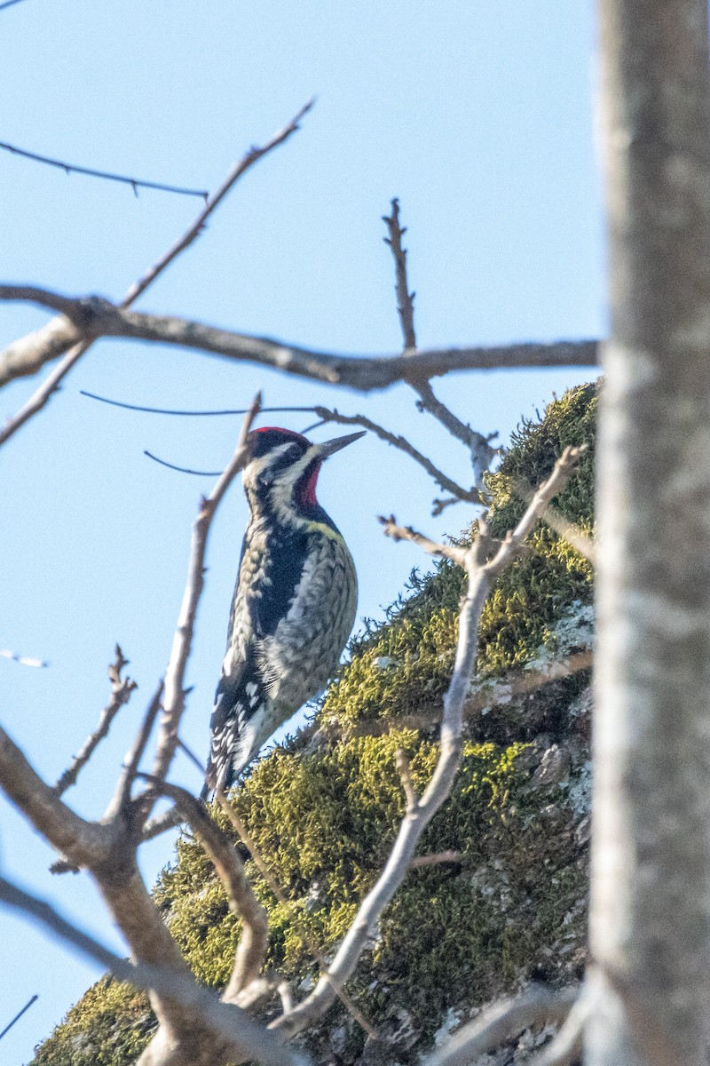 Yellow-bellied Sapsucker - ML629032743