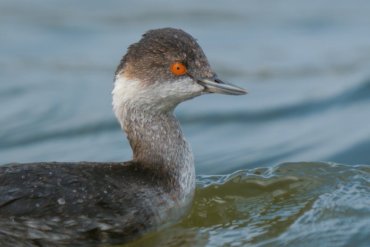 Eared Grebe - ML629032788