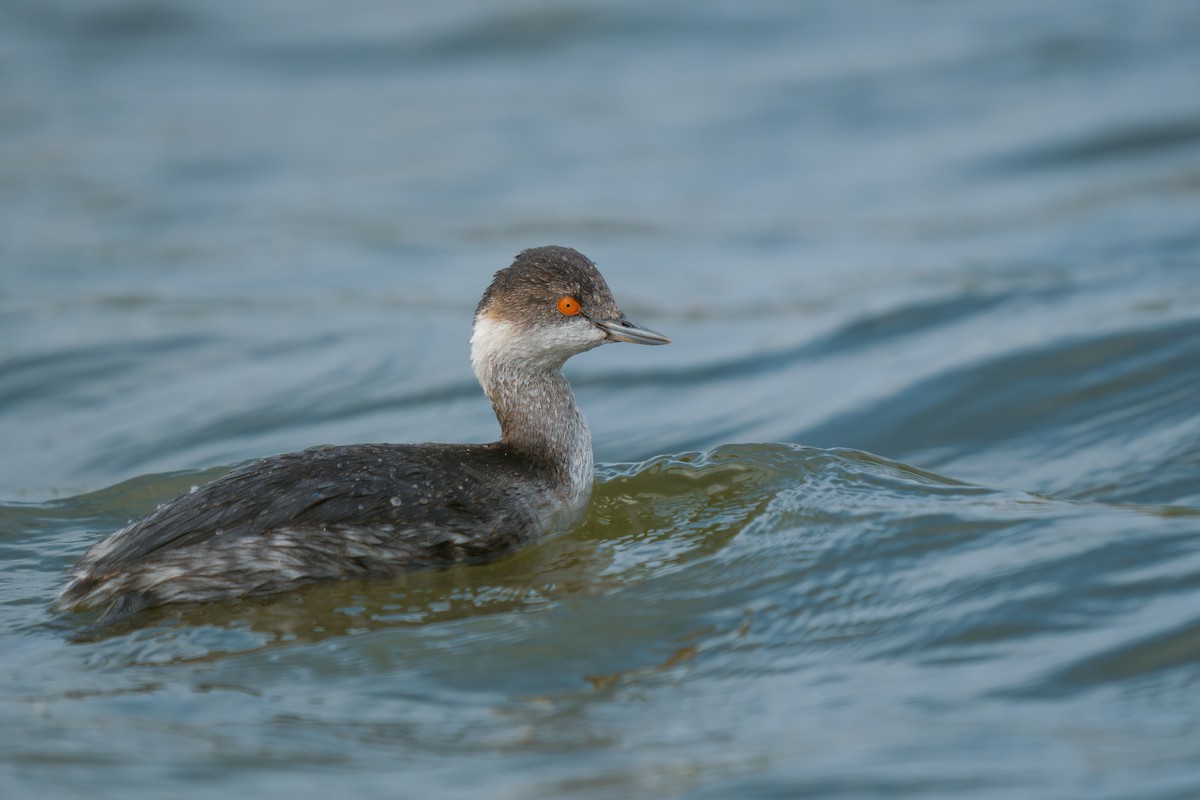 Eared Grebe - ML629032789