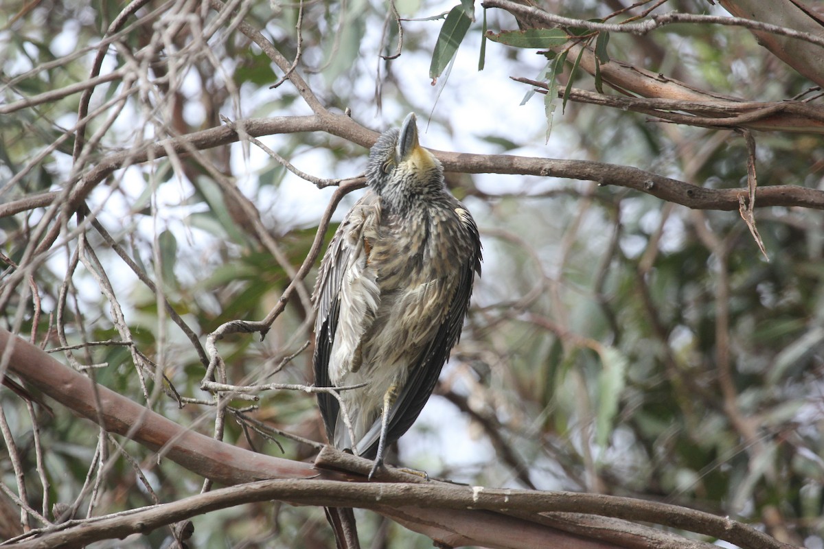 Yellow-crowned Night Heron - ML629032791