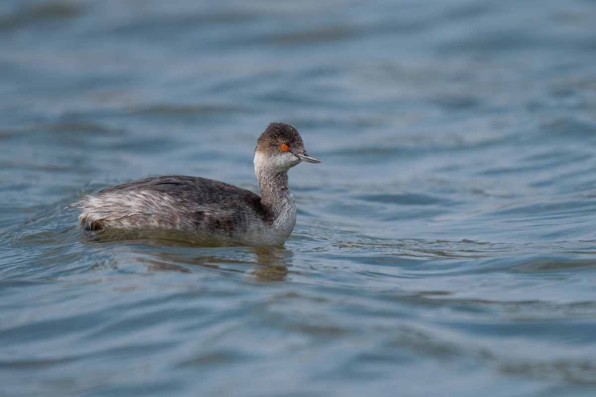 Eared Grebe - ML629032828