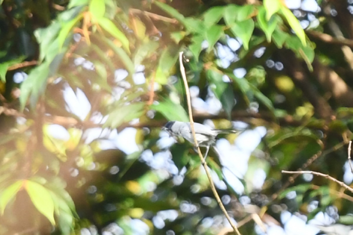 White-browed Gnatcatcher - ML629032904