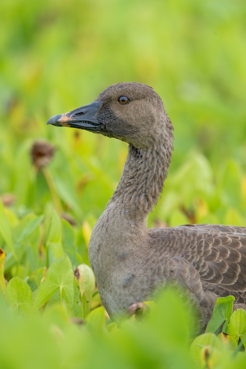 Tundra Bean-Goose - ML629032917