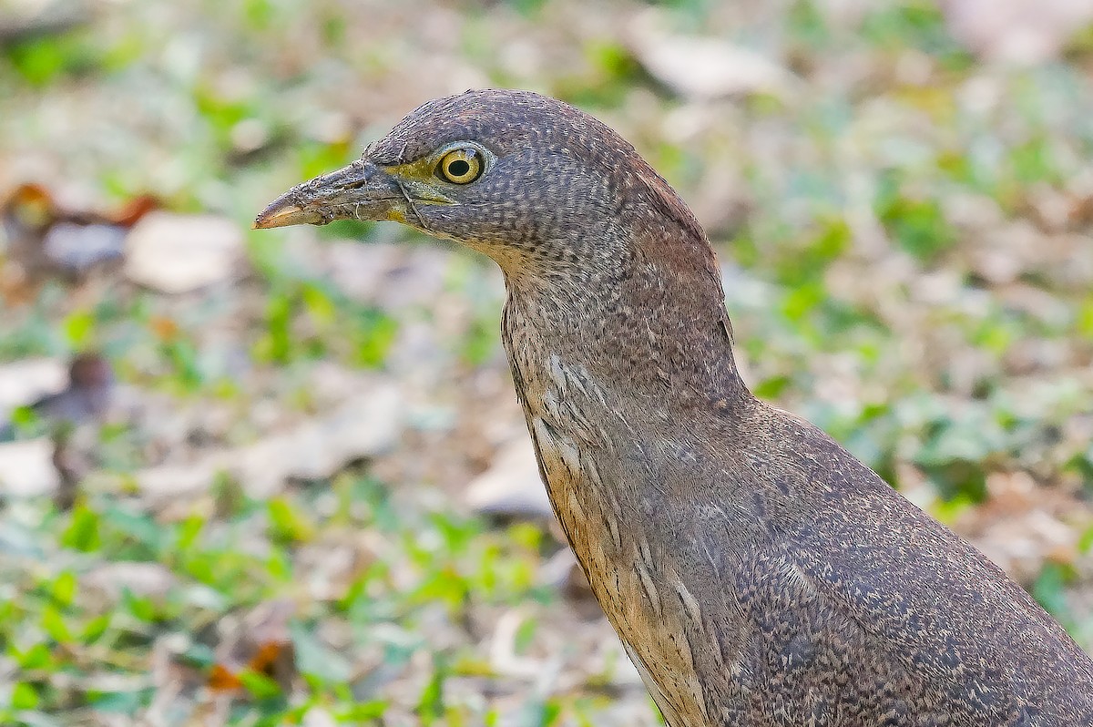 Japanese Night Heron - ML629032953