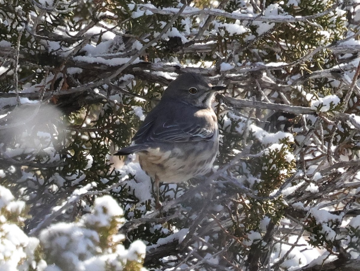 Sage Thrasher - ML629033023
