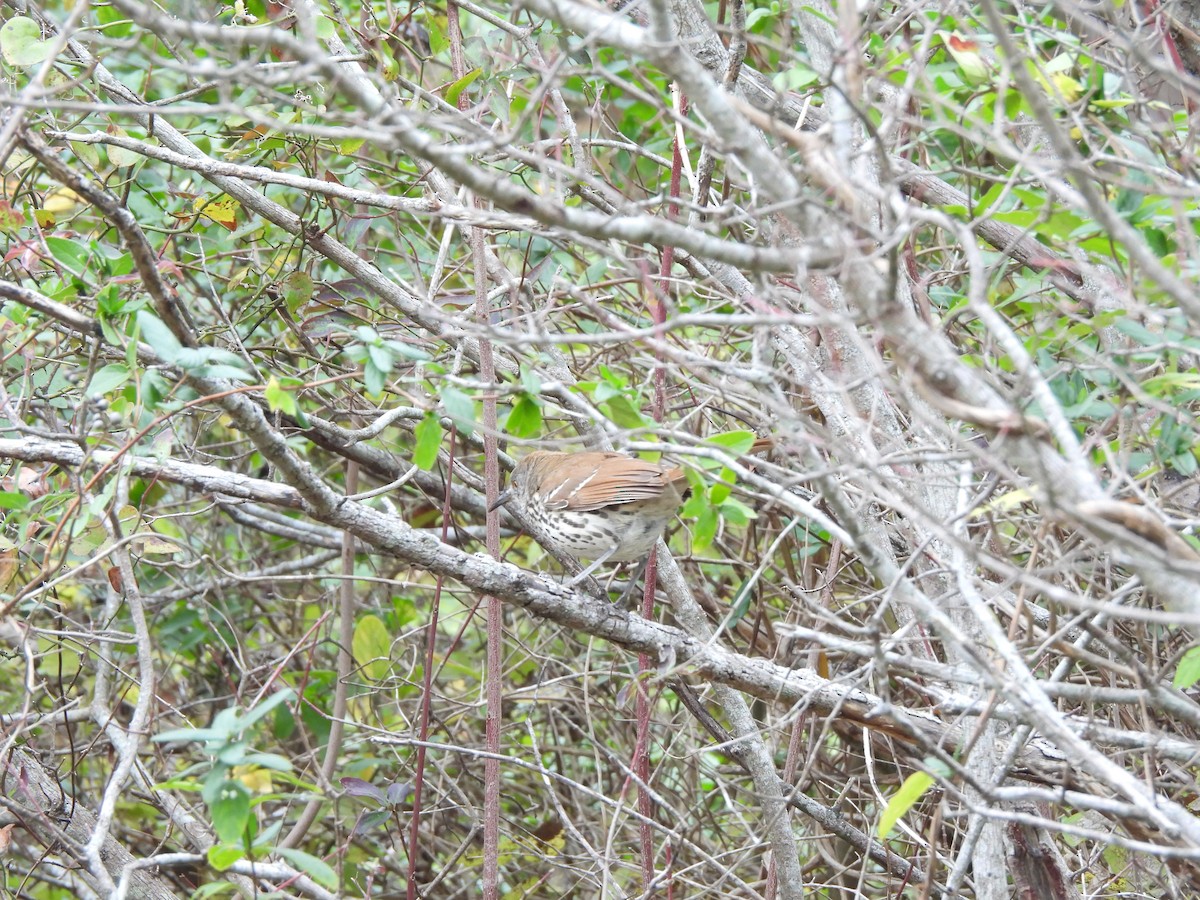 Long-billed Thrasher - ML629033035