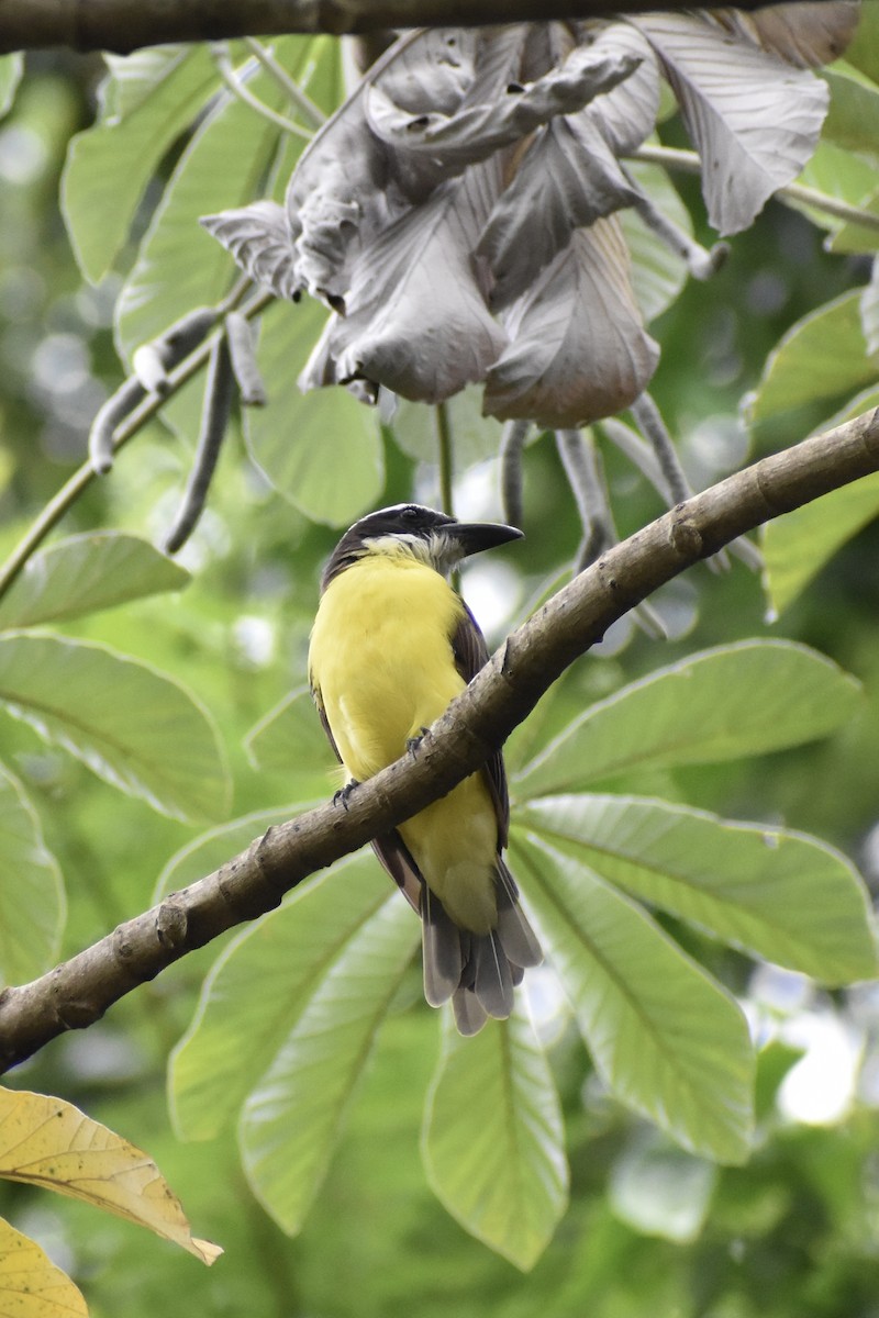 Boat-billed Flycatcher - ML629033094