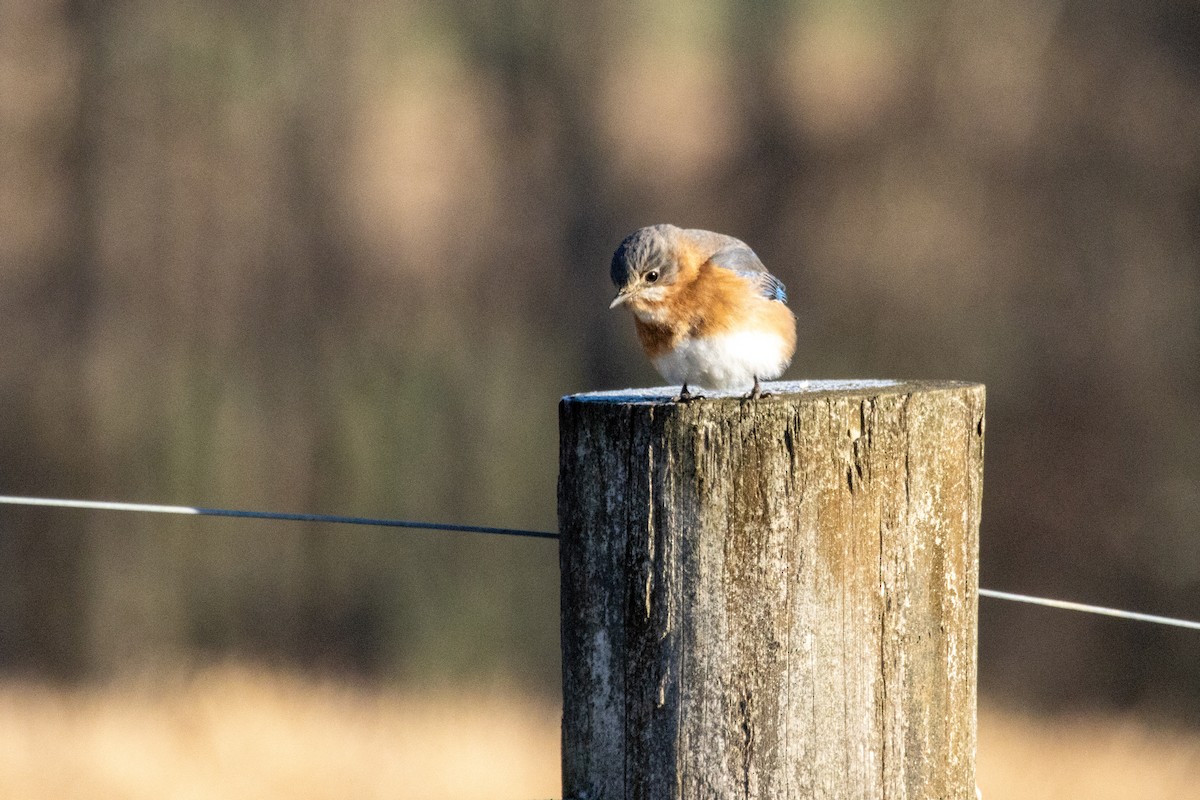 Eastern Bluebird - ML629033159