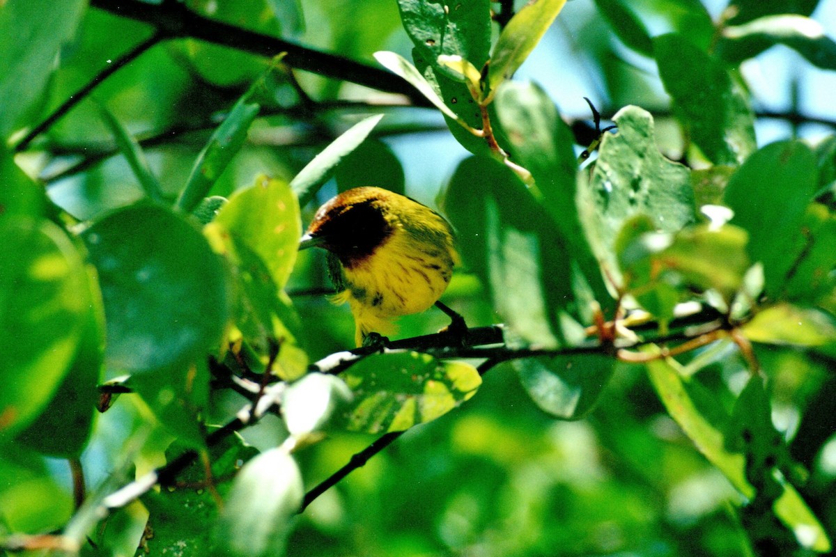 Yellow Warbler (Mangrove) - ML629033208