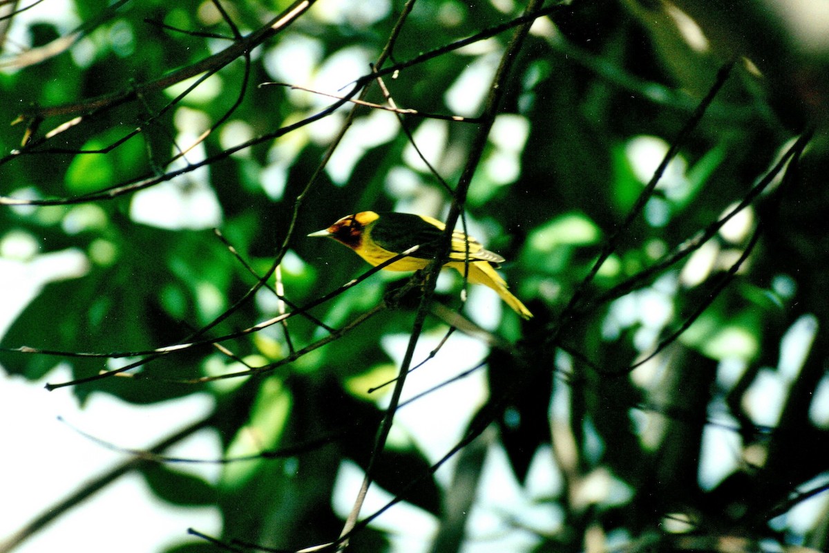 Yellow Warbler (Mangrove) - ML629033209