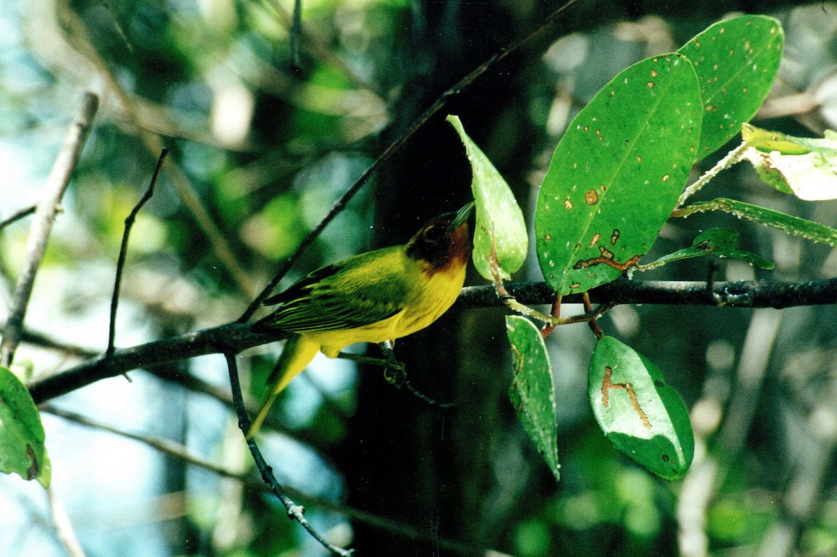 Yellow Warbler (Mangrove) - ML629033210